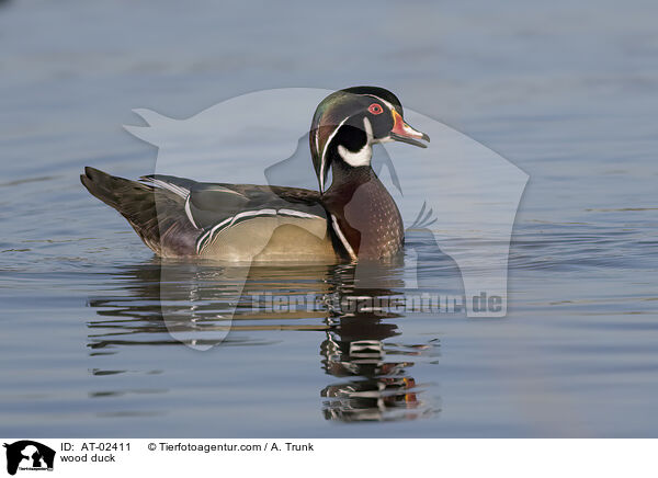 Brautente / wood duck / AT-02411