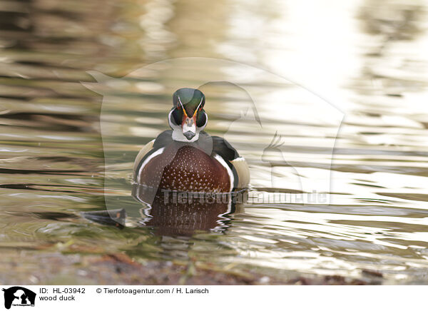 Brautente / wood duck / HL-03942