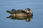 wood duck