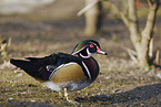 wood duck