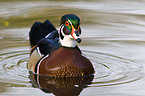 wood duck