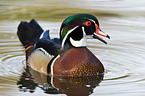 wood duck