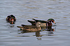 wood ducks