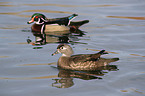 wood ducks