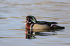 wood duck