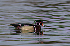 wood duck