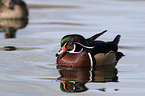 wood duck