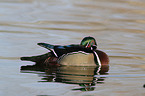 wood duck