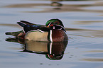 wood duck