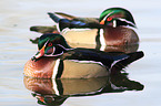 wood ducks