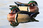 wood ducks