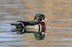 wood duck