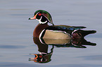 wood duck