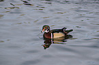 wood duck