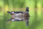wood duck