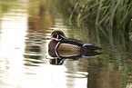 wood duck