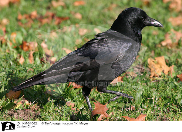 Carrion Crow / KM-01062