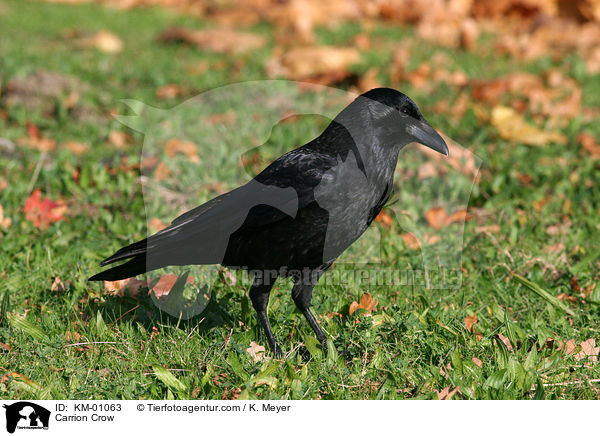 Rabenkrhe / Carrion Crow / KM-01063