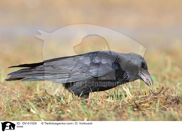 crow / DV-01529