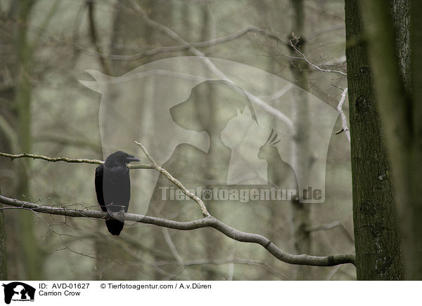 Rabenkrhe / Carrion Crow / AVD-01627