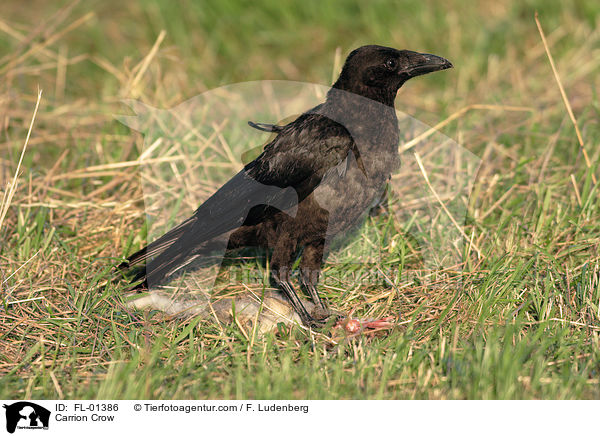 Rabenkrhe / Carrion Crow / FL-01386