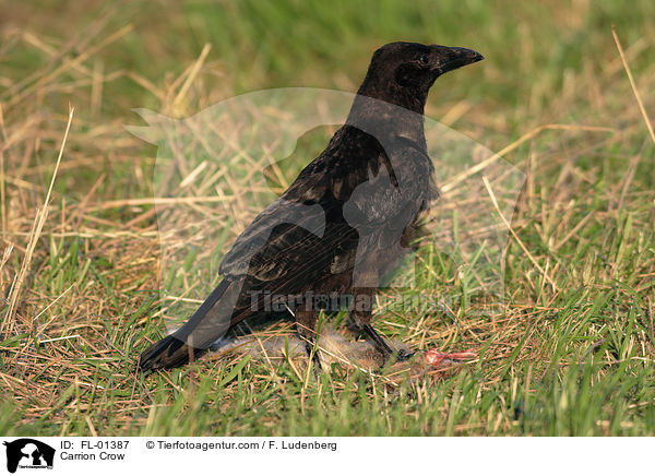 Rabenkrhe / Carrion Crow / FL-01387
