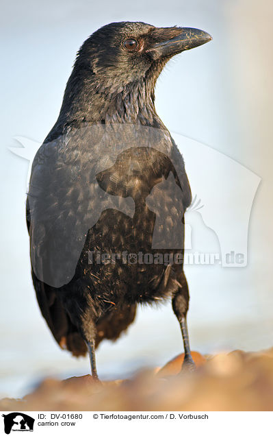 Rabenkrhe / carrion crow / DV-01680