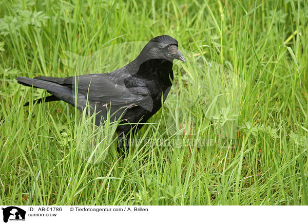 carrion crow / AB-01786