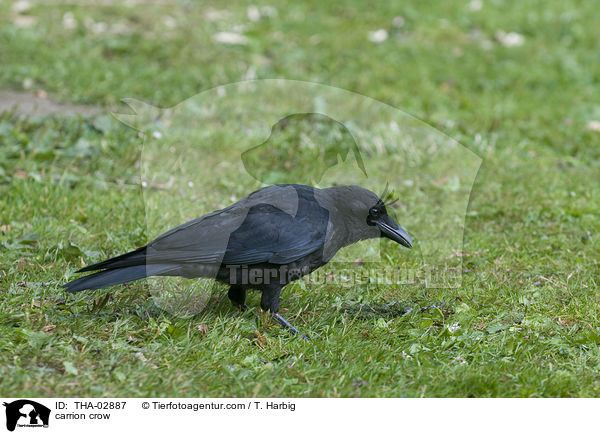 Rabenkrhe / carrion crow / THA-02887