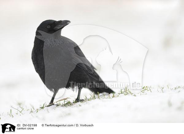 carrion crow / DV-02198