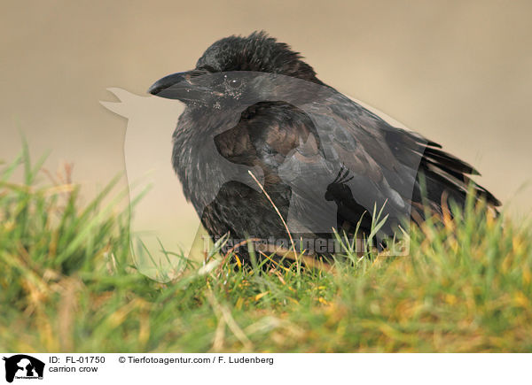 Rabenkrhe / carrion crow / FL-01750