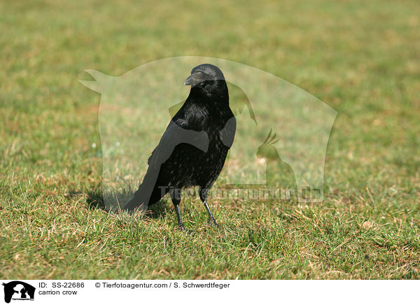 Rabenkrhe / carrion crow / SS-22686