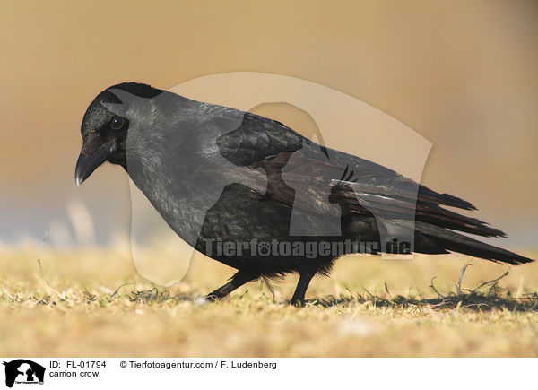Rabenkrhe / carrion crow / FL-01794