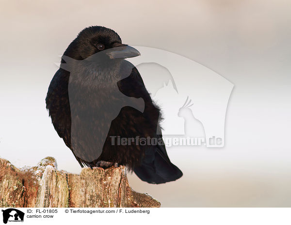 Rabenkrhe / carrion crow / FL-01805