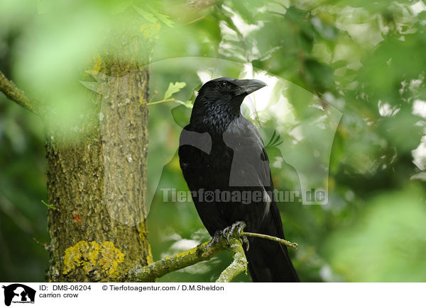 Rabenkrhe / carrion crow / DMS-06204