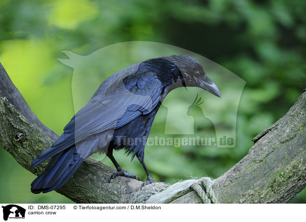carrion crow / DMS-07295
