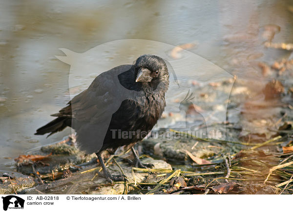 Rabenkrhe / carrion crow / AB-02818