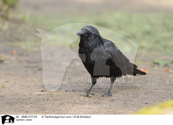 Rabenkrhe / carrion crow / DMS-07735