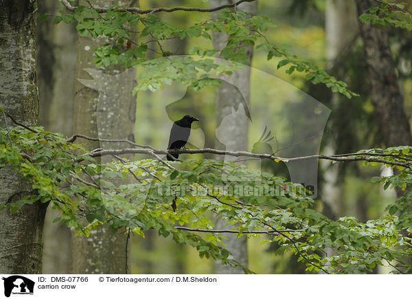 carrion crow / DMS-07766