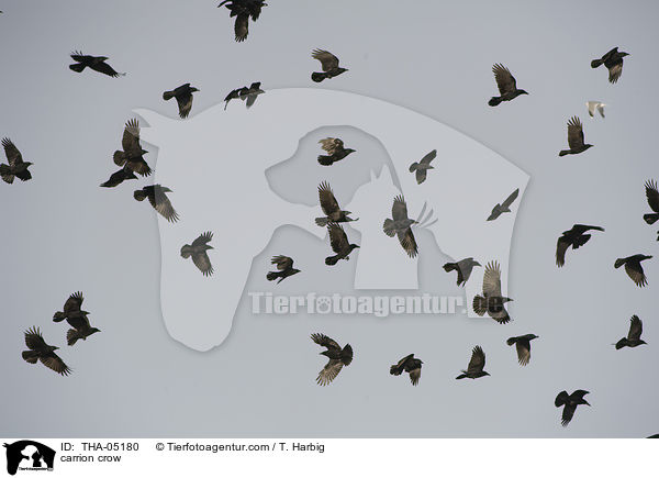 Rabenkrhen / carrion crow / THA-05180