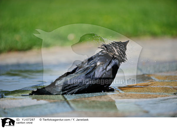carrion crow / YJ-07287