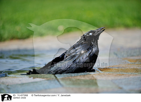 Rabenkr�he / carrion crow / YJ-07288