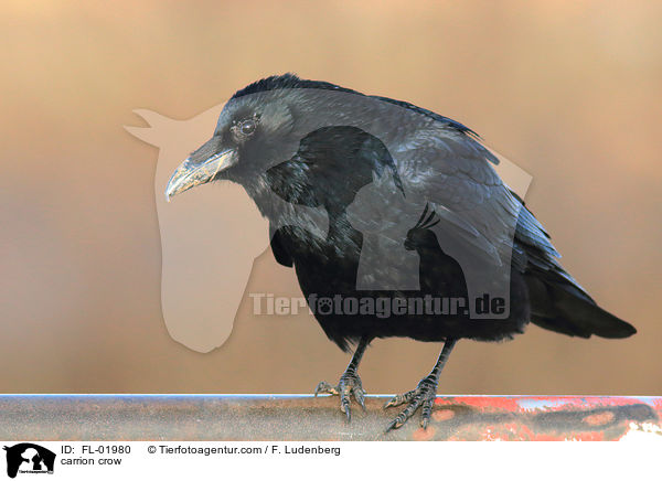 Rabenkrhe / carrion crow / FL-01980