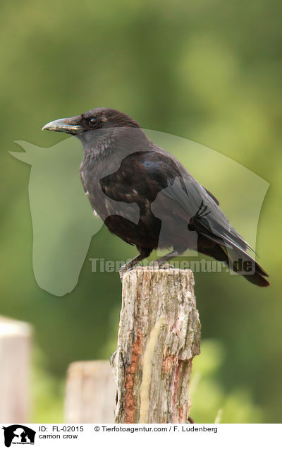 Rabenkrhe / carrion crow / FL-02015