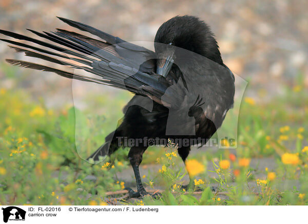 Rabenkrhe / carrion crow / FL-02016