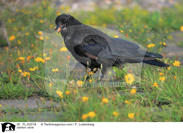 Rabenkrhe / carrion crow / FL-02018