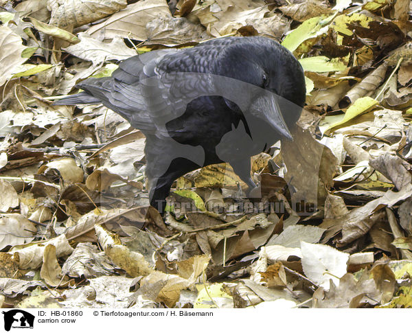 Rabenkrhe / carrion crow / HB-01860