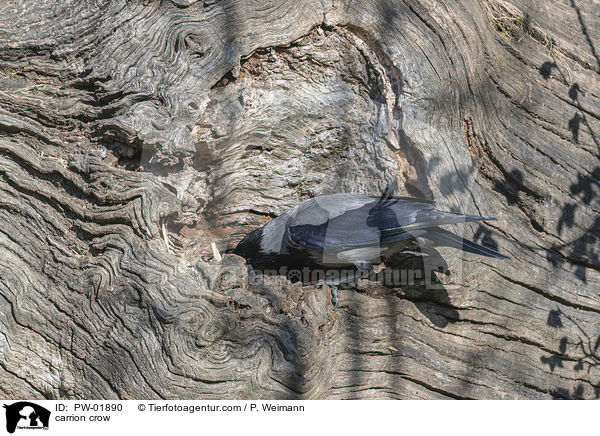 Rabenkrhe / carrion crow / PW-01890