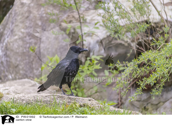 carrion crow / PW-01892
