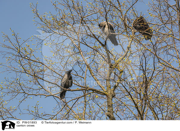 Rabenkrhen / carrion crows / PW-01893